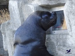 Tiergarten Schönbrunn am 27.01.2026